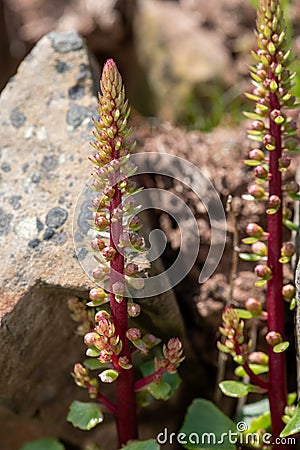 Navelwort (umbilicus rupestris) flowers Stock Photo
