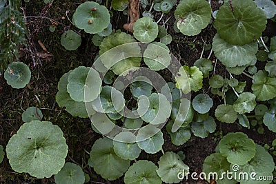 Navelwort Umbilicus rupestris green leaves Stock Photo