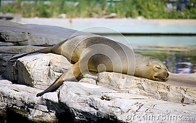 Navy seal vertebrate mammal carnivore seal Stock Photo