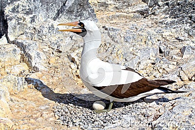 Nazca booby and its egg Stock Photo