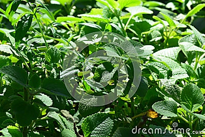 Ndian borage, Country borage, Oreille, Oregano or Plectranthus amboinicus Stock Photo