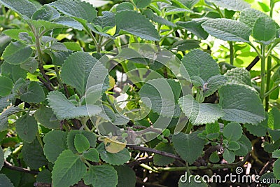 Ndian borage, Country borage, Oreille, Oregano or Plectranthus amboinicus Stock Photo