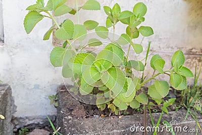 Ndian borage, Plectranthus amboinicus Lour. Spreng. Syn. Col Stock Photo