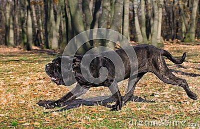 Neapolitan Mastiff Stock Photo