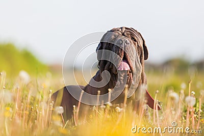Neapolitan Mastiff in a dandelion meadow Stock Photo