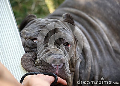 Neapolitan Mastiff leaning on a bleacher seat Stock Photo