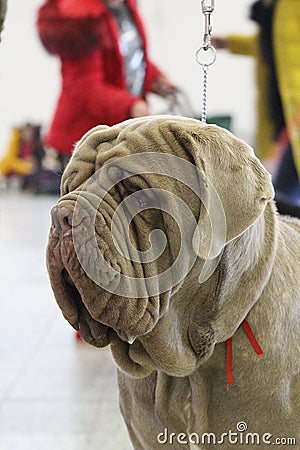 Dog show - portrait of a Mastino Napoletano Stock Photo