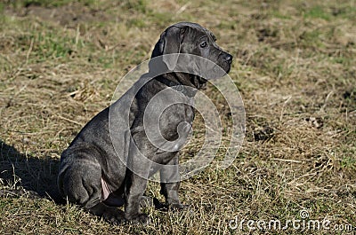 Neapolitan Mastiff puppy Stock Photo