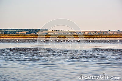 Near the bank of a large river, many swans are located along the horizon in the water in shallow water Stock Photo