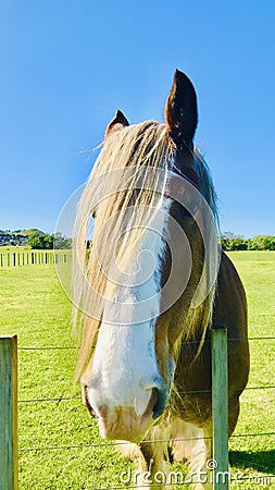 Near the horse`s face, it has a long mane. Stock Photo