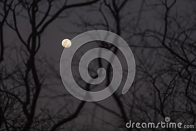 A nearly-full moon Stock Photo