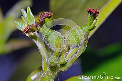 Nearly open burgeon of horse-chestnut Stock Photo