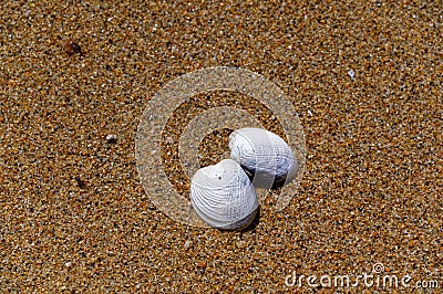 Nearly parted but not broken, a sea shell lies open on a golden beach Stock Photo
