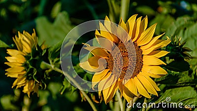 Sunflower at sunset