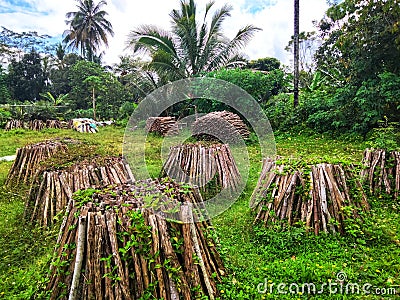 neat pile of wood on tge grass with eyelevel view Stock Photo