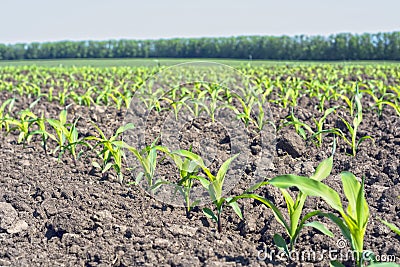 Neat rows of young maize shoots in a phase of five leaves against a blue sky Stock Photo