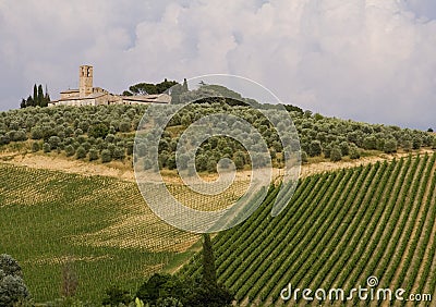 Neat Tuscany vineyard Stock Photo