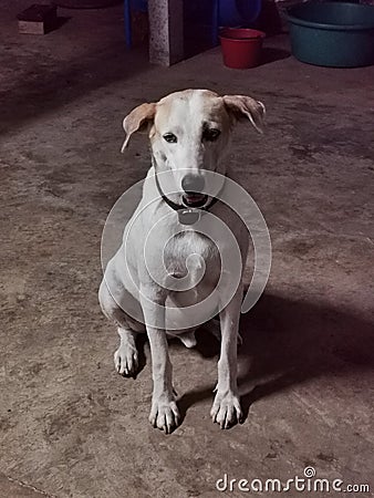 Neat white dog is so cute Stock Photo