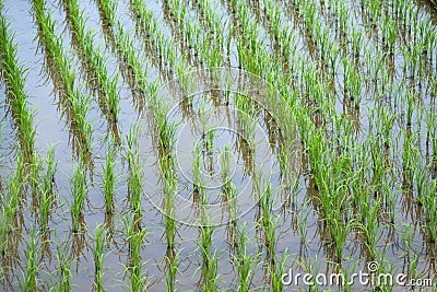 Neatly planted rice plant Stock Photo