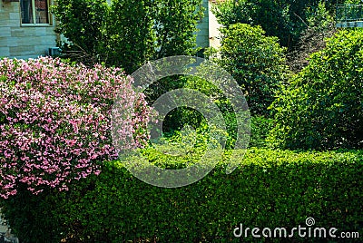 Neatly trimmed green bushes with red oleander flowers Stock Photo