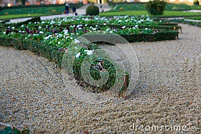 Neatly trimmed shrub in sand garden Stock Photo