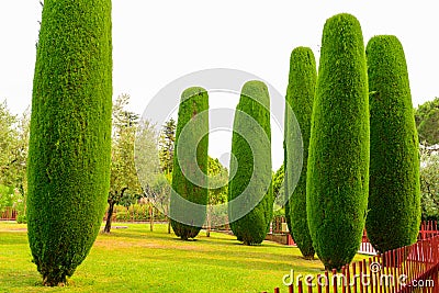 Neatly trimmed tree Stock Photo