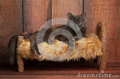 Nebelung Cat on a Little Wooden Bed Stock Photo