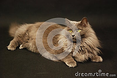 Nebelung cat Stock Photo