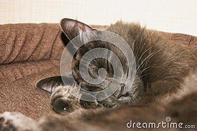 Nebelung cat is sleeping in his cradle. Stock Photo
