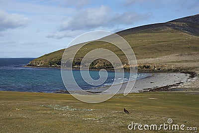 The Neck. A wildlife hotspot on Saunders Island Stock Photo