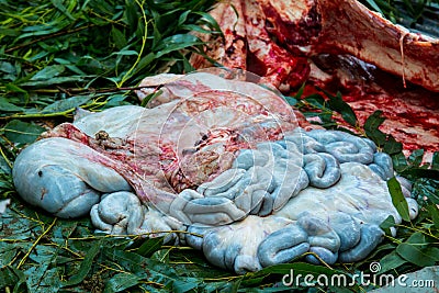 Necropsy buffalo disease diagnosis Stock Photo