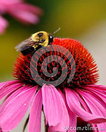 Nectar Harvesting Stock Photo