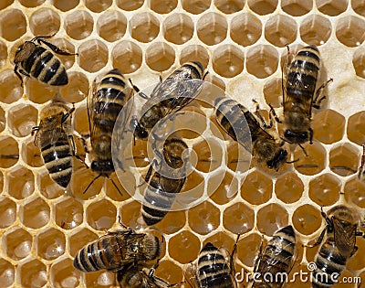 Nectar and honey in the new comb Stock Photo