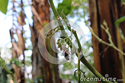 Nector searching honey bee Stock Photo