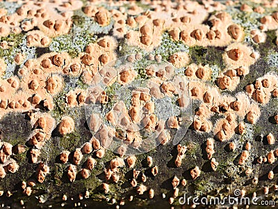 Nectria cinnabarina coral spot fungus Stock Photo