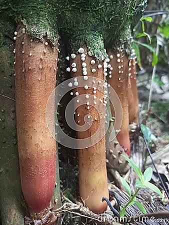 Nectria cinnabarina,Fungus.. it s also known as coral spot, is a plant pathogen that causes cankers on broadleaf trees Stock Photo