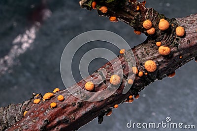 Nectria cinnabarina parasite Stock Photo