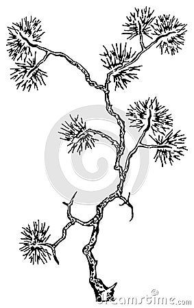 Needle branch silhouette, vector illustration Vector Illustration