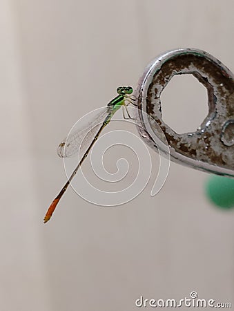 needle dragonfly in the bathroom Stock Photo