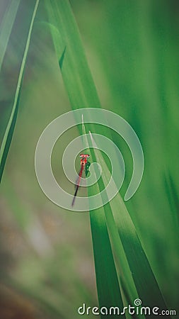 the needle dragonfly lands on the rice Stock Photo