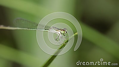 A Needle Dragonfly on a leaf Stock Photo