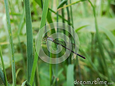 needle dragonfly perched on a branch Stock Photo