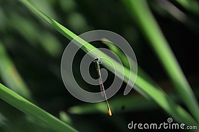 needle dragonfly resting on a rice leaf Stock Photo