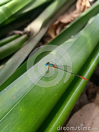 needle dragonfly Stock Photo