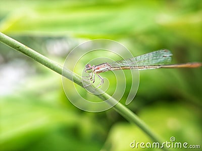 a needle dragonfly stuck to a leaf stem Stock Photo