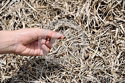 Needle in a haystack II Stock Photo