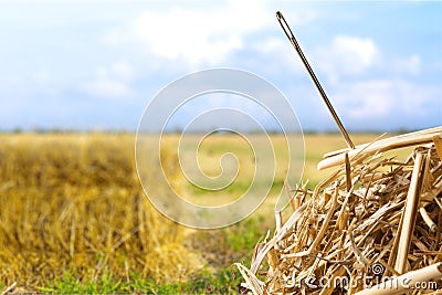 Needle in a Haystack Stock Photo