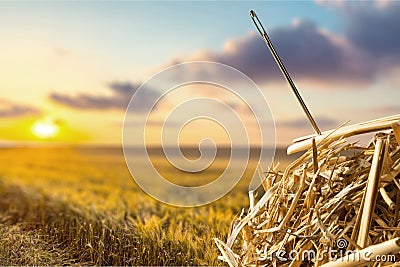 Needle in a Haystack Stock Photo