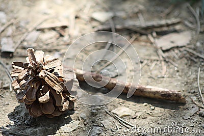 Pine cone on ground beneath trees the needles Stock Photo