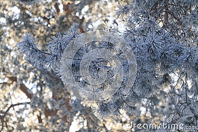 Needles covered with white frost frosty morning Stock Photo